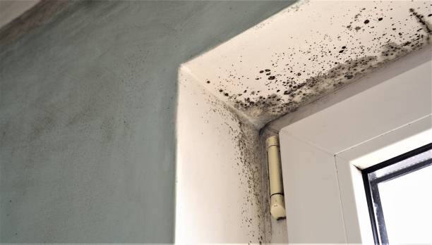 Best Water Damage & Mold Remediation  in Chama, NM