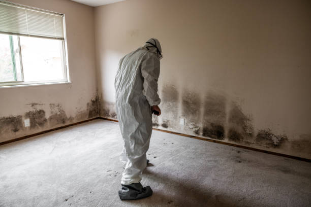 Best Mold Remediation for Healthcare Facilities  in Chama, NM